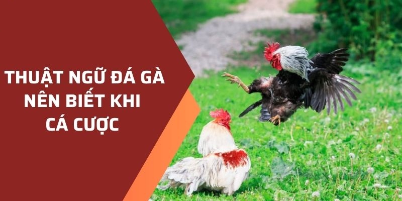 Các thuật ngữ khi tham gia đặt cược